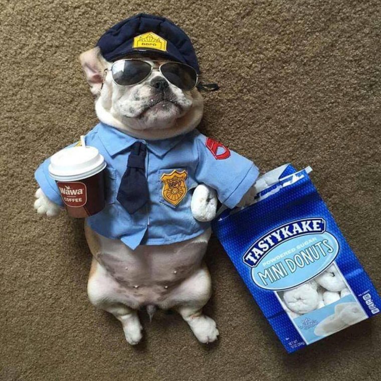 Животные в полицейской форме