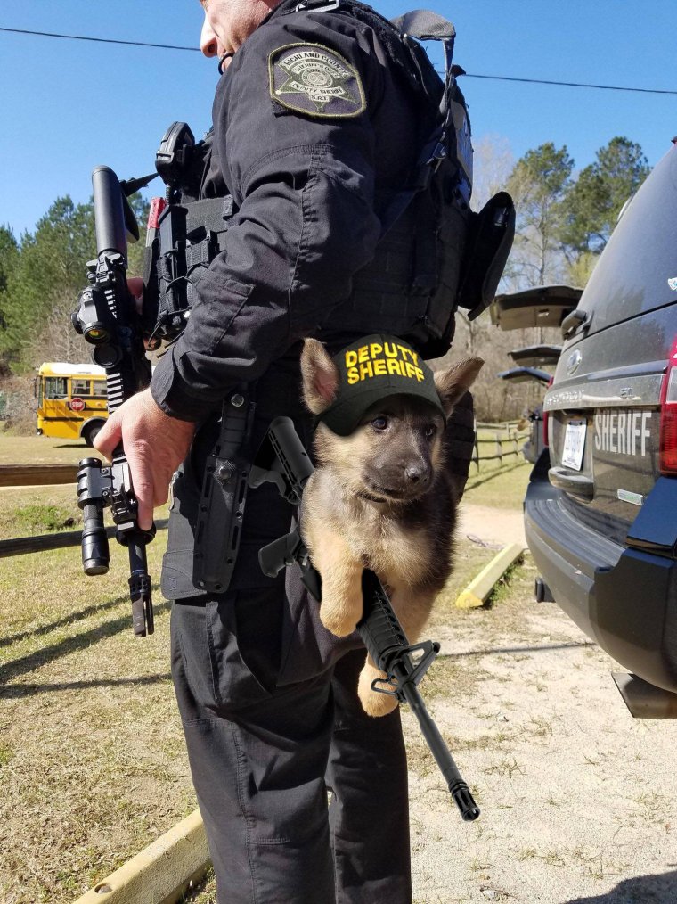 Собаки для охраны