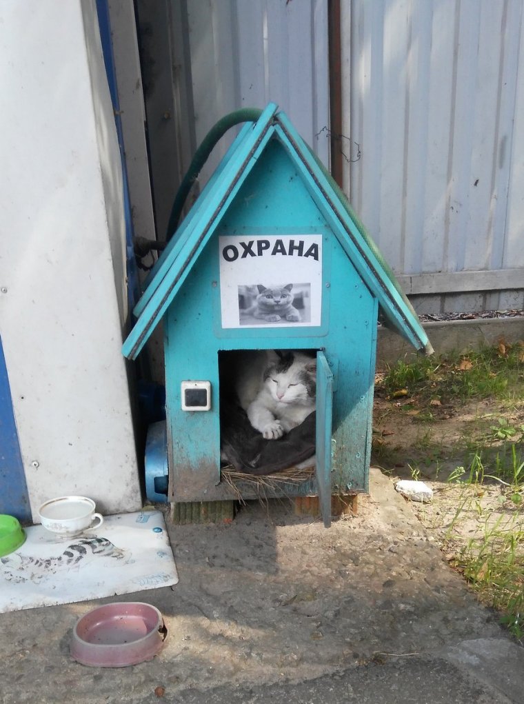 Надписи на собачьих Будках