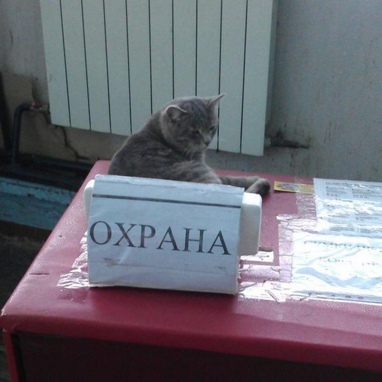Охранник прикол