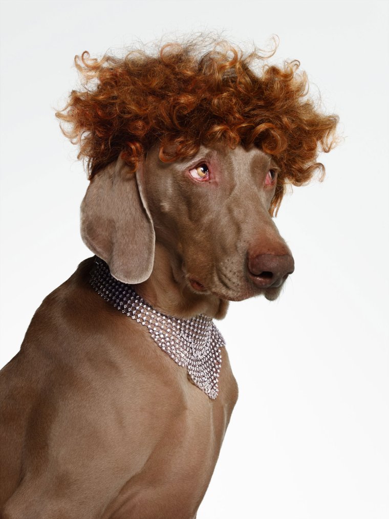 Собака с прической