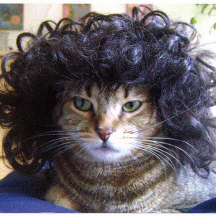 Прически для кошек