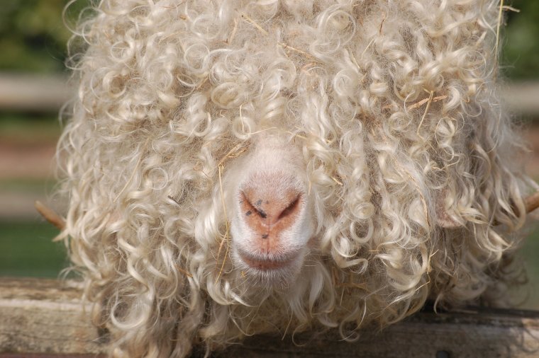 Кудрявый баран