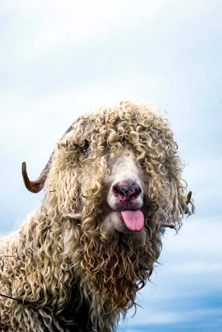 Кудрявый ягненок