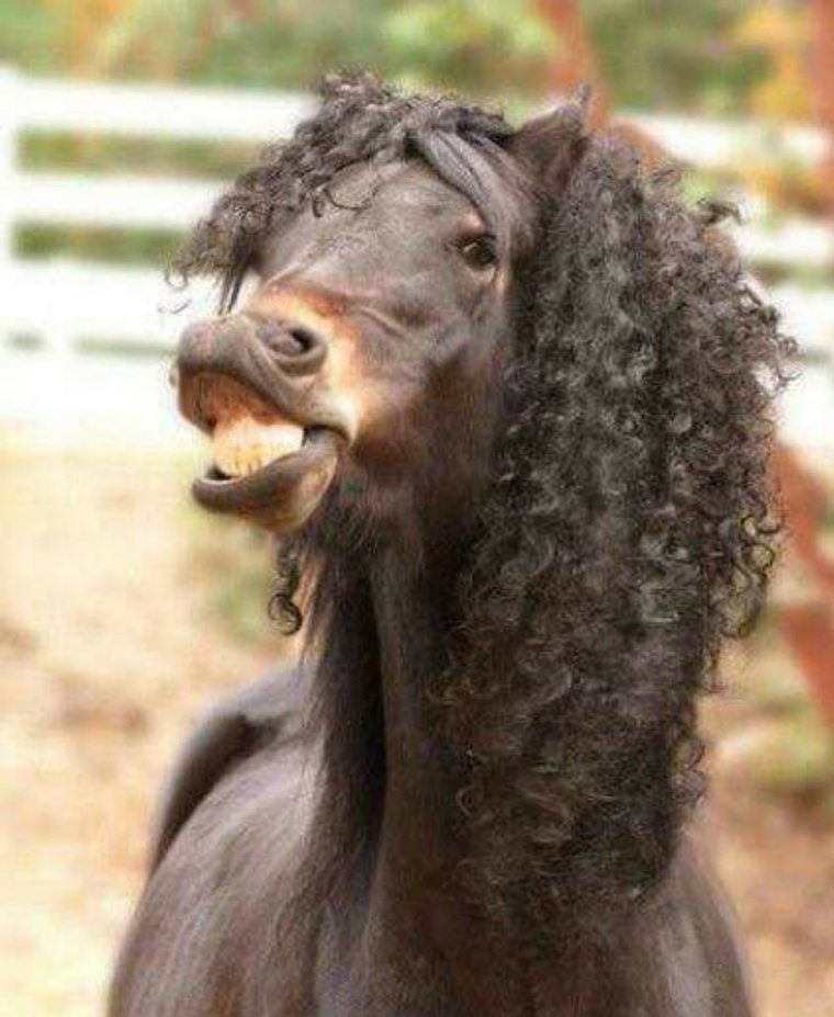 Кучерявые животные