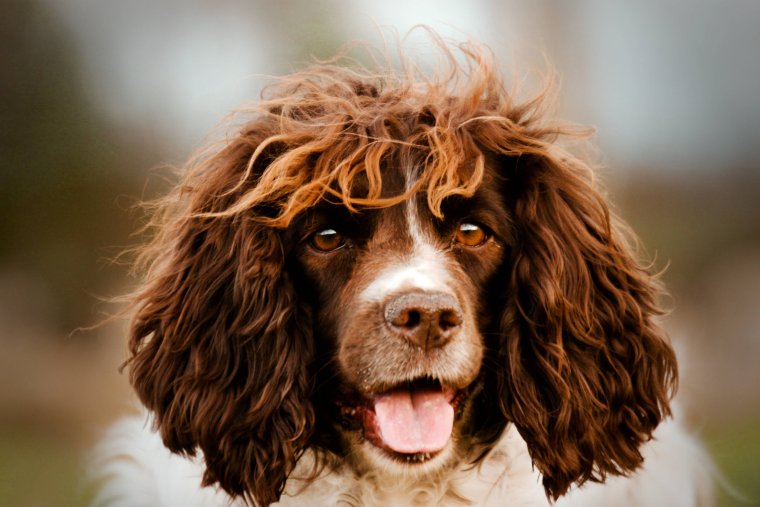 Кокер спаниель лохматый
