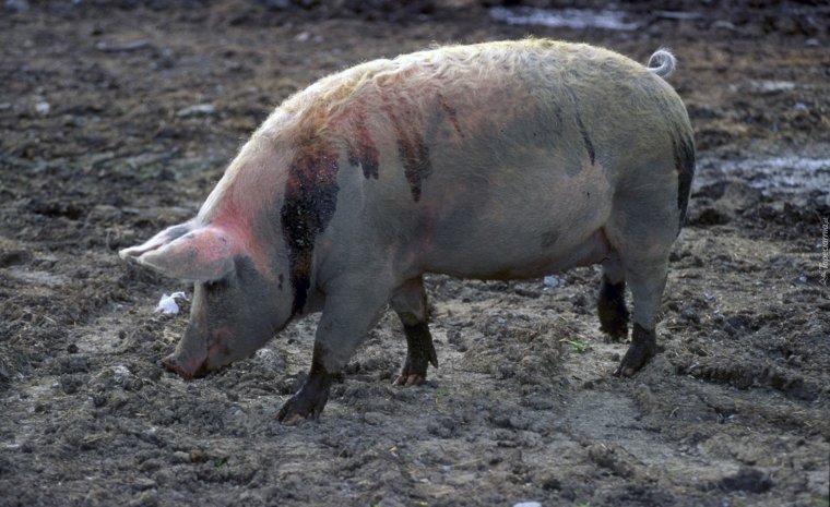 Спартаковская свинья