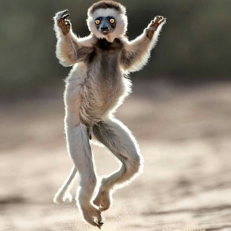 Обезьяна в прыжке
