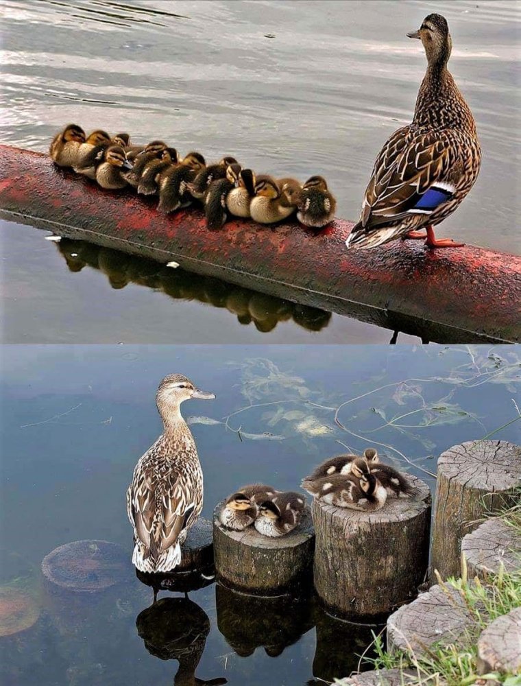Приколы про уток