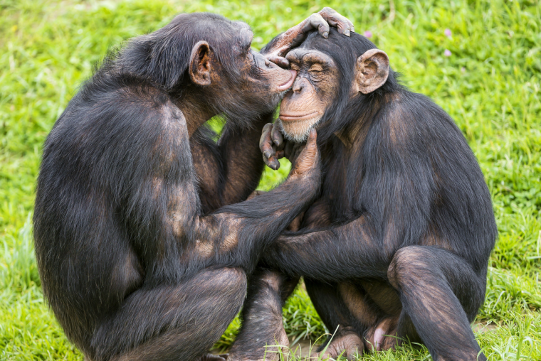 Влюбленные обезьяны