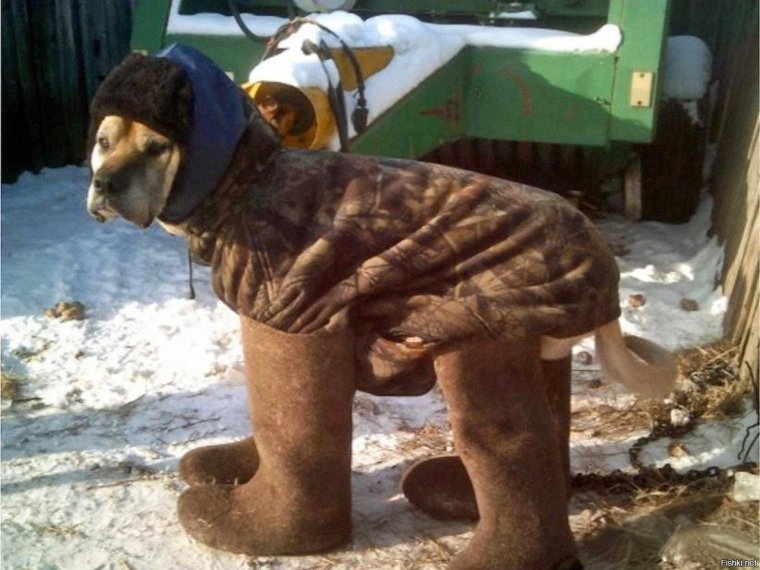Собака в валенках и шапке