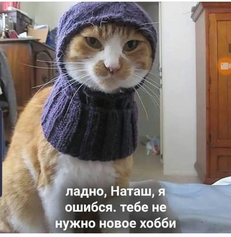 Котики в шапках мерзнут