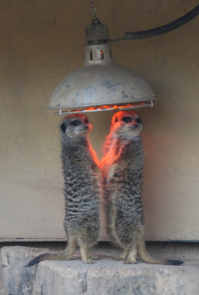 Животные греются