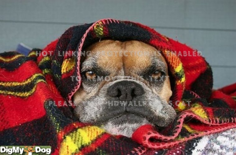 Собака в пледе