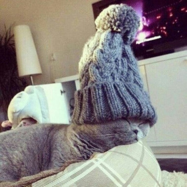 Коту холодно