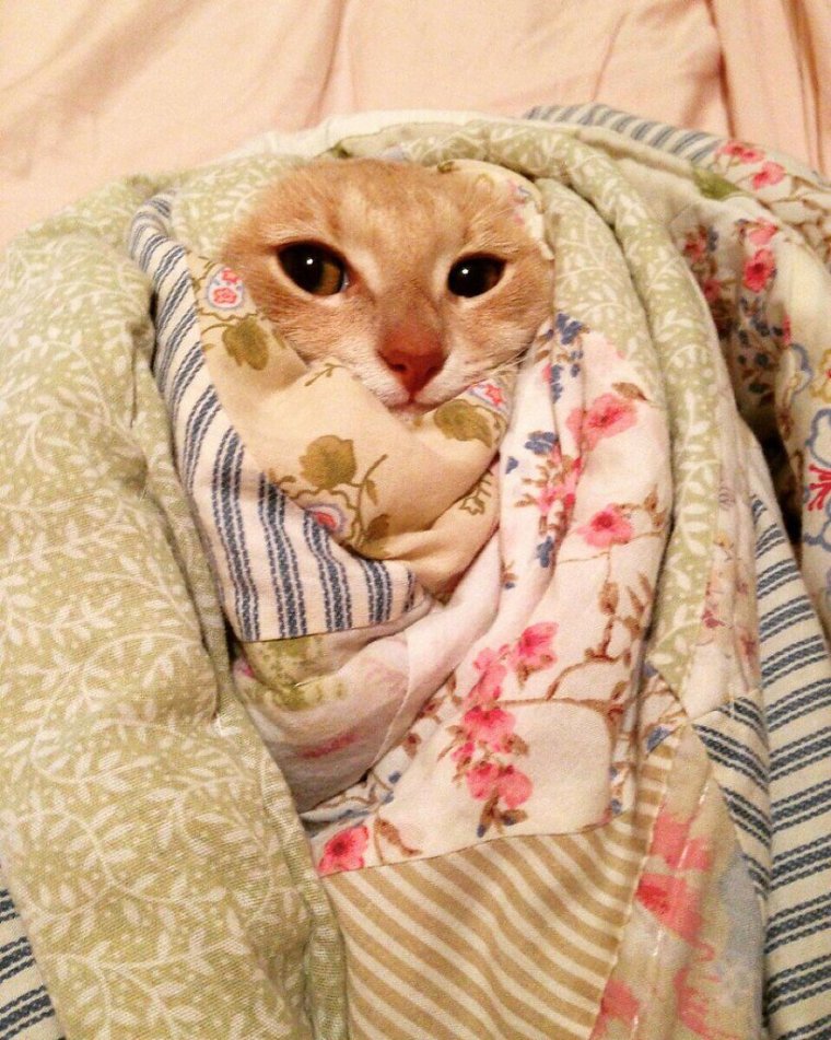 Кот в пледе