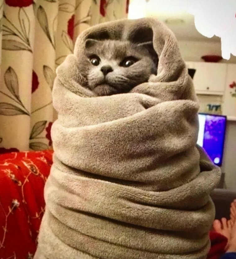 Кот завернутый в одеяло