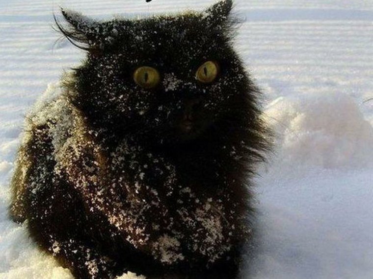 Кот замерз