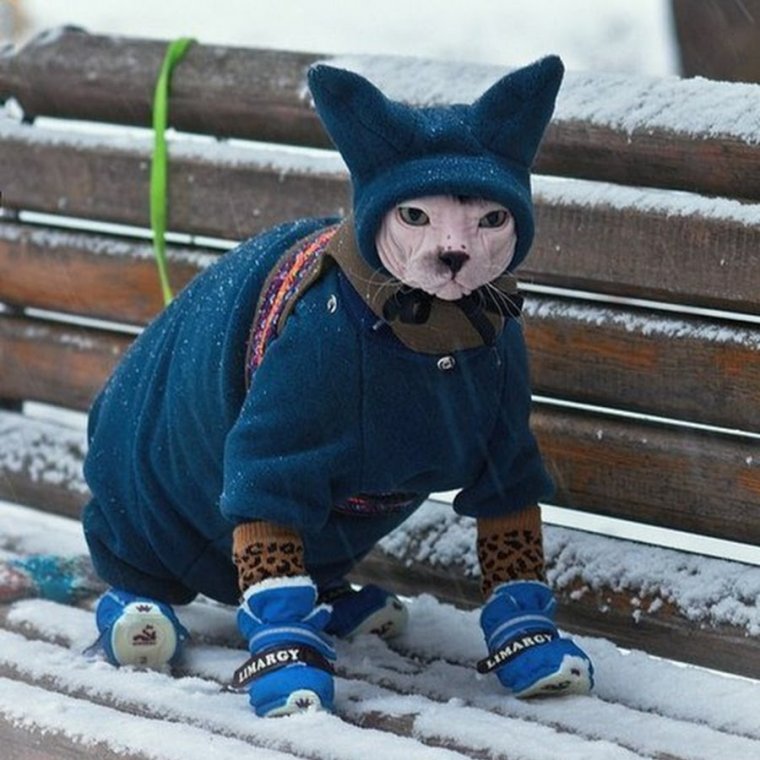 Сфинкс в одежде зимой