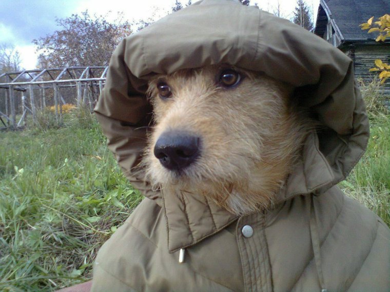 Пес в капюшоне