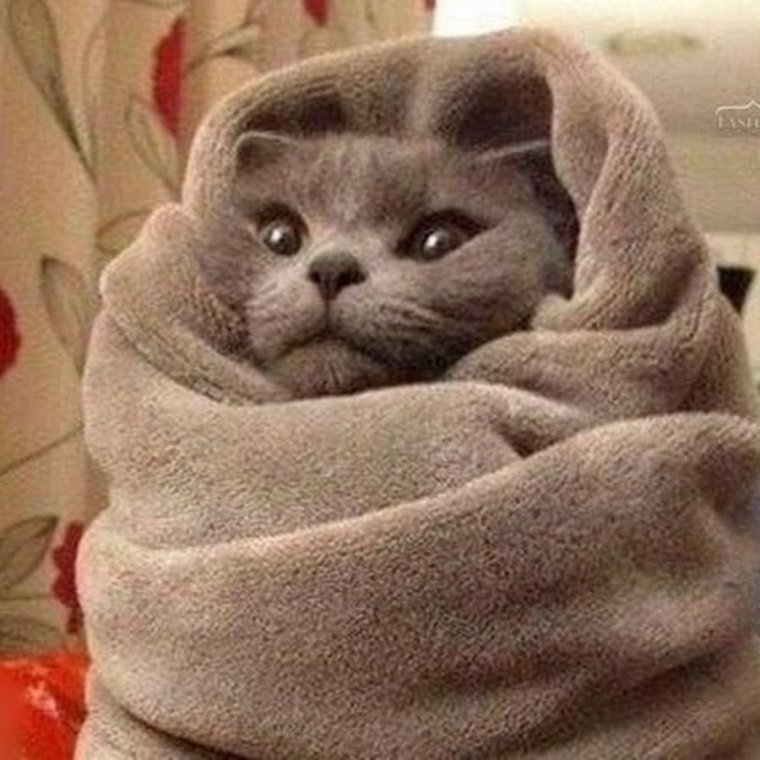 Кот завернутый в одеяло