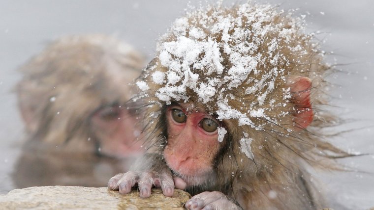 Обезьяна зимой