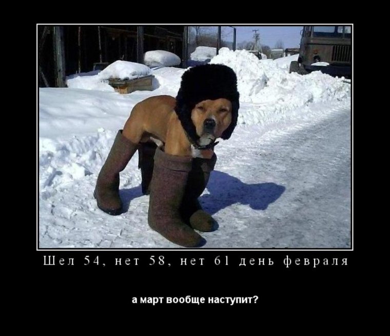 Собака в валенках