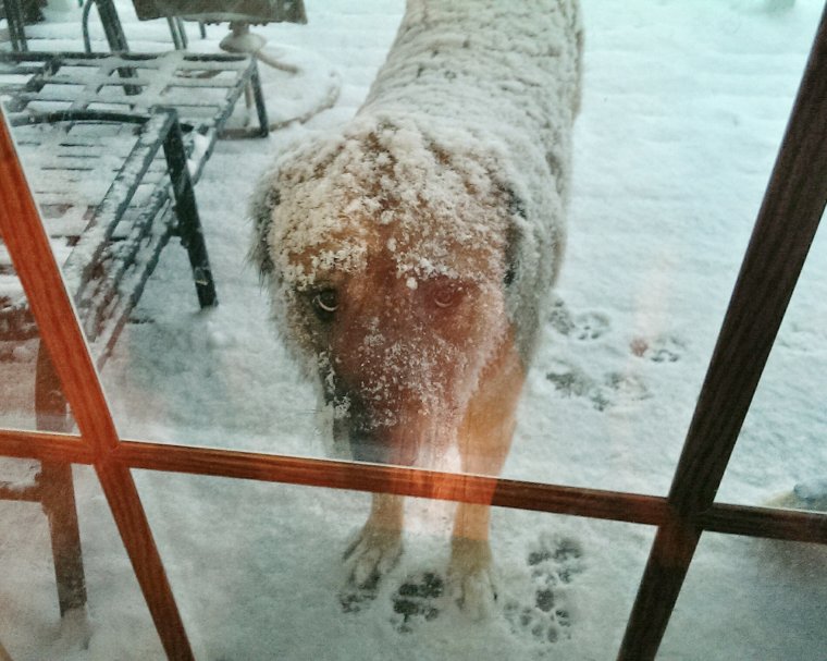 Бездомные животные мерзнут