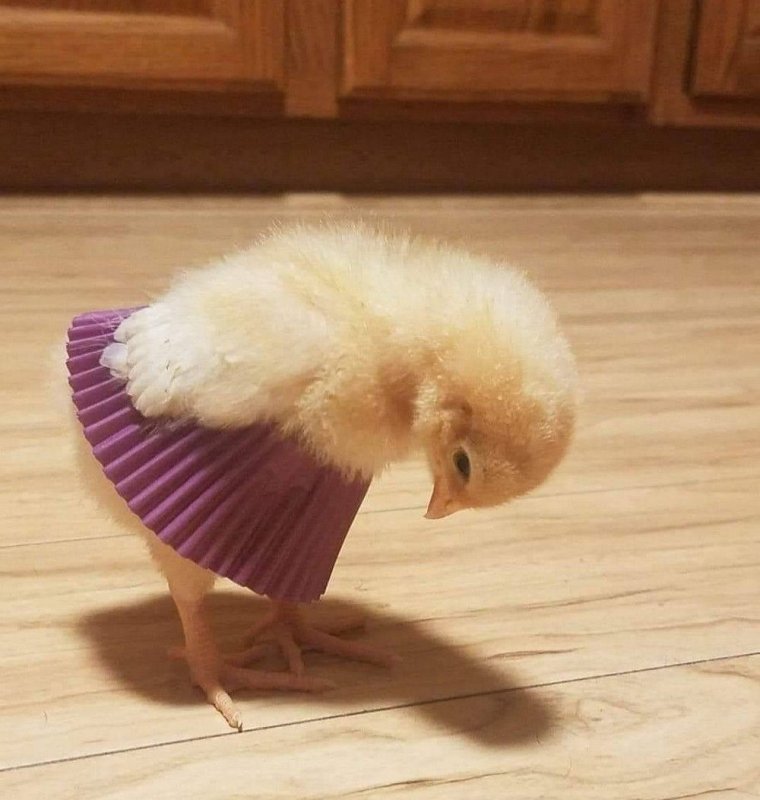 Цыпленок прикол