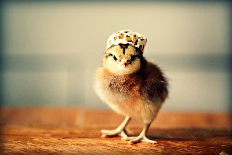 Цыпленок в шляпке