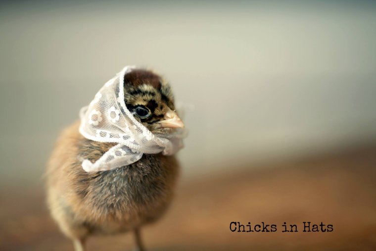 Милый перепел