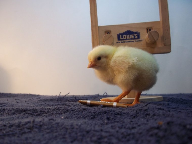 Цыпленок прикол