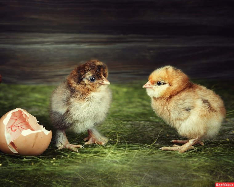 Забавные цыплята