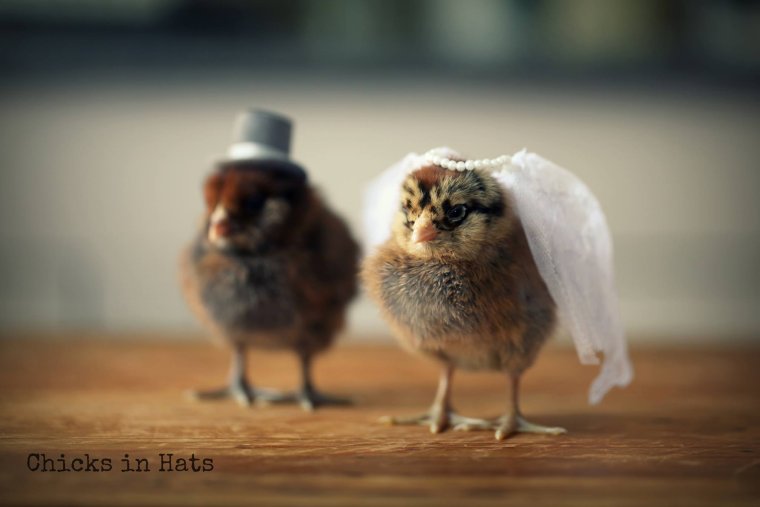 Шапочка цыпленка