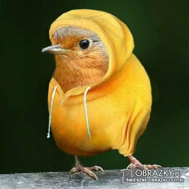 Цыпленок прикол