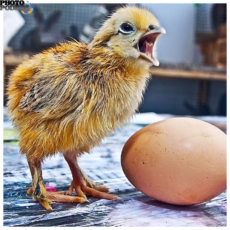 Цыпленок желторотик