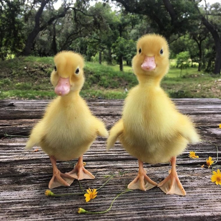 Маленькие утята