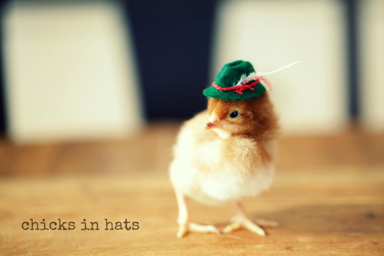 Шапка цыпленка