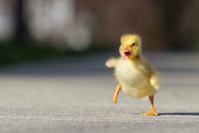 Маленькие утята