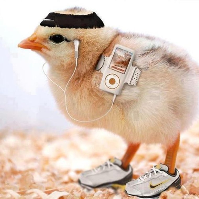 Прикольный цыпленок