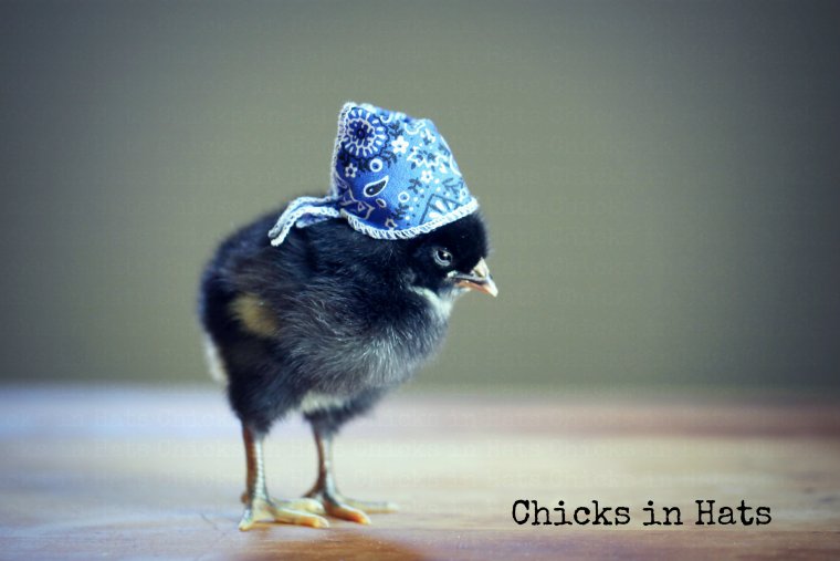 Цыпленок прикол