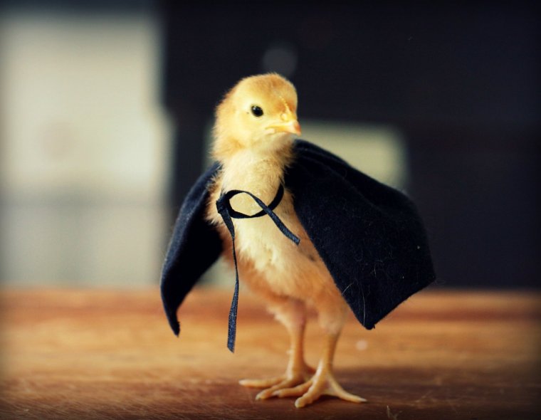 Сумасшедший цыпленок