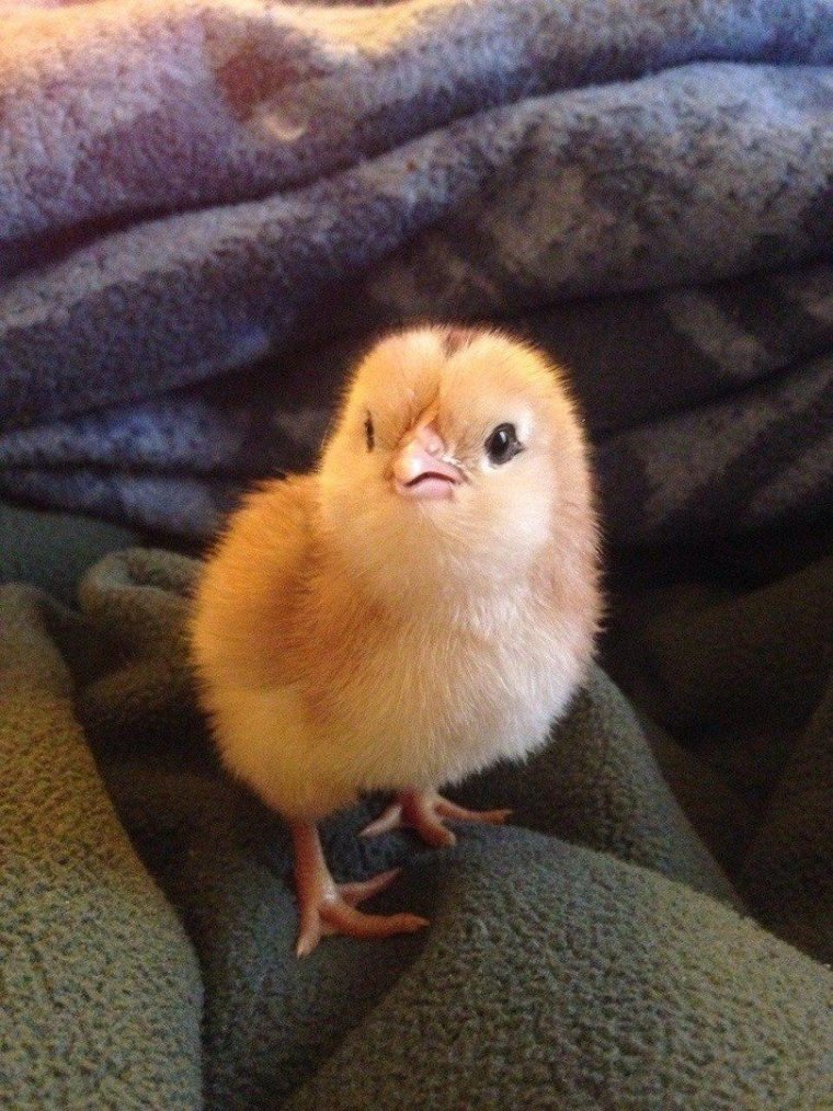 Милые животные цыплята