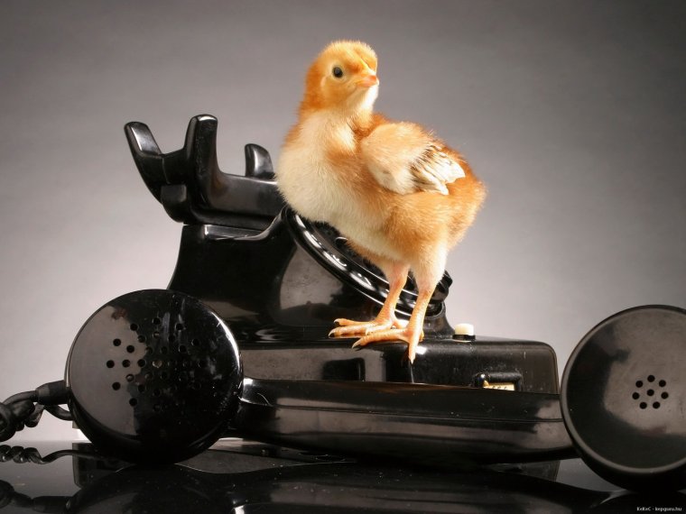 Цыпленок с телефоном