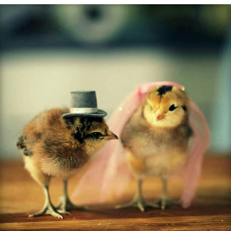 Смешной цыпленок