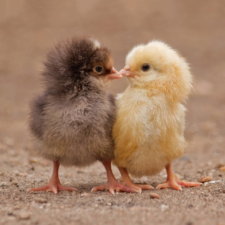 Смешной цыпленок
