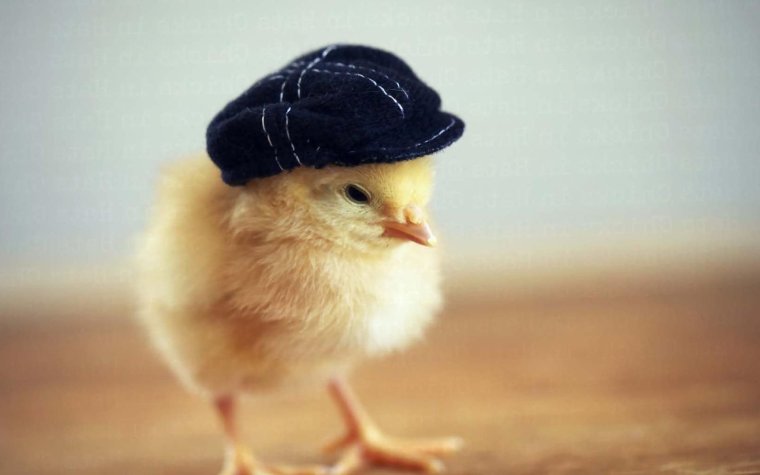Цыпленок в шляпе