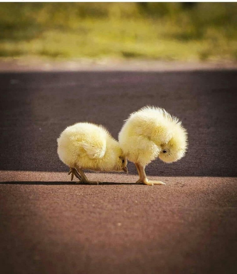 Цыпленок прикол