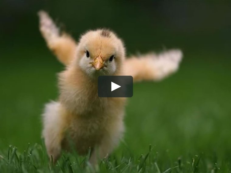 Цыпленок бежит