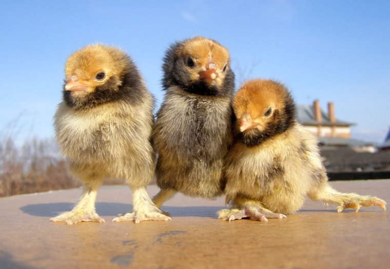 Три цыпленка